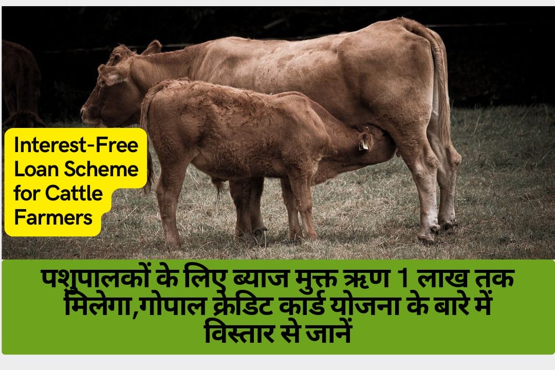 Interest-Free Loan Scheme for Cattle Farmers: Gopal Credit Card Scheme